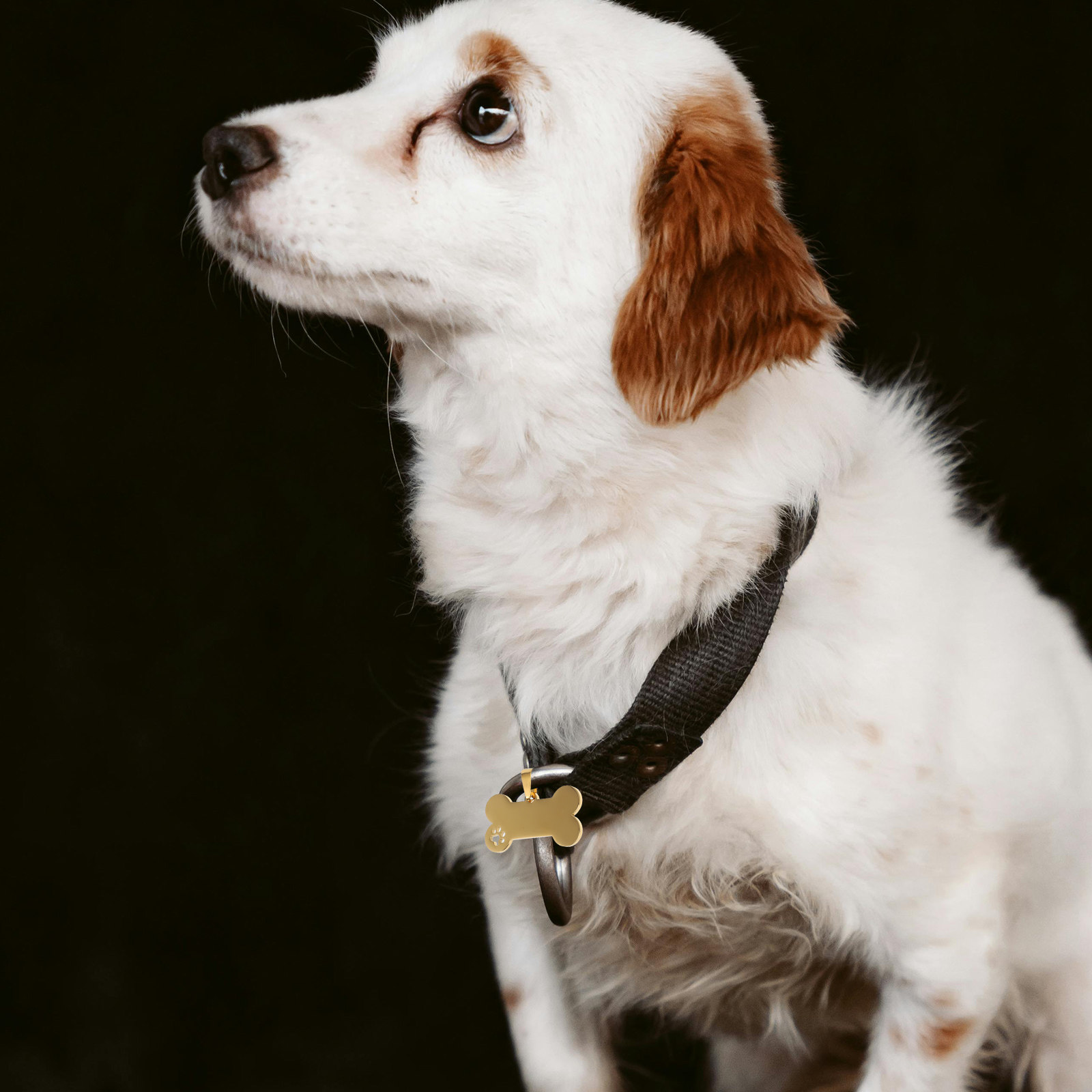4 Peças de Etiquetas de Identi - Pet Supplies Online avaliação e preço